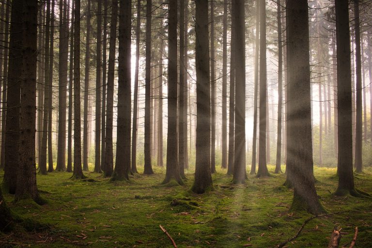 forest, nature, trees-6926059.jpg