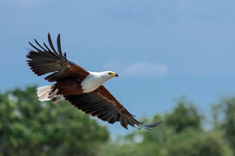 haliaeetus vocifer, african eagle, eagle-1086903.jpg